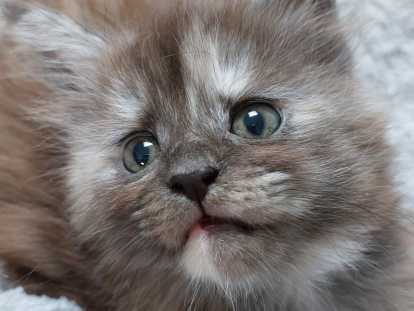 Chatonne Maine Coon à vendre