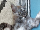 Chatonne Maine Coon à vendre