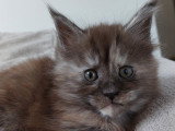 Chatonne Maine Coon à vendre
