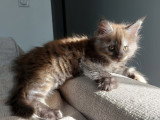 Chatonne Maine Coon à vendre