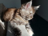 Chatonne Maine Coon à vendre