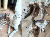 2 chatons Bengal LOOF à réserver LOOF d'avril 2026
