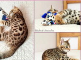 2 chatons Bengal LOOF à réserver LOOF d'avril 2026