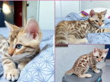 2 chatons Bengal LOOF à réserver LOOF d'avril 2026