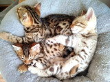 2 chatons Bengal LOOF à réserver LOOF d'avril 2026