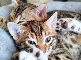 2 chatons Bengal LOOF à réserver LOOF d'avril 2026