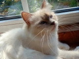Saillie Sacré de Birmanie mâle lilac point non LOOF