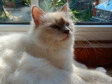 Saillie Sacré de Birmanie mâle lilac point non LOOF