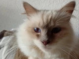 Saillie Sacré de Birmanie mâle lilac point non LOOF
