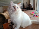 Saillie Sacré de Birmanie mâle lilac point non LOOF