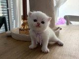 Saillie Sacré de Birmanie mâle lilac point non LOOF