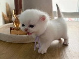 3 chatons British Shorthair de mai 2026 seal golden shaded non LOOF à réserver