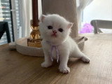 3 chatons British Shorthair de mai 2026 seal golden shaded non LOOF à réserver