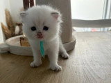 3 chatons British Shorthair de mai 2026 seal golden shaded non LOOF à réserver