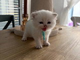 3 chatons British Shorthair de mai 2026 seal golden shaded non LOOF à réserver