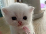 3 chatons British Shorthair de mai 2026 seal golden shaded non LOOF à réserver