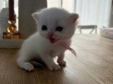 3 chatons British Shorthair de mai 2026 seal golden shaded non LOOF à réserver