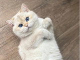 3 chatons British Shorthair de mai 2026 seal golden shaded non LOOF à réserver