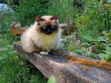 Chat Sacré de Birmanie mâle adulte inscrit au LOOF à vendre