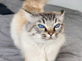 Mâle Ragdoll quadruple champion à vendre