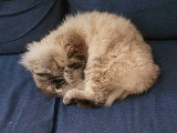 Mâle Ragdoll quadruple champion à vendre