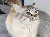 Mâle Ragdoll quadruple champion à vendre
