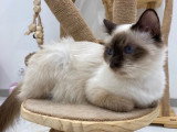 Sacré de Birmanie LOOF femelles retraitées – Douces et très câlines