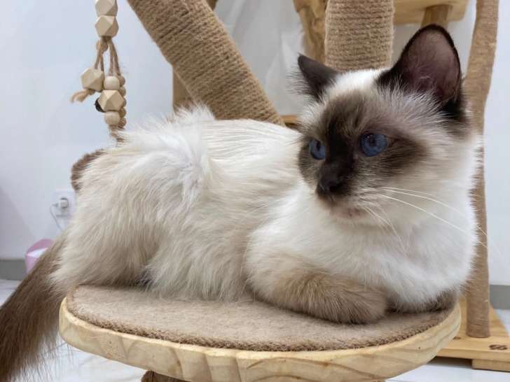 Sacré de Birmanie LOOF femelles retraitées – Douces et très câlines