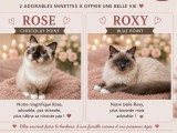 Sacré de Birmanie LOOF femelles retraitées – Douces et très câlines