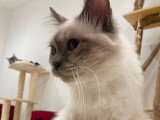 Sacré de Birmanie LOOF femelles retraitées – Douces et très câlines