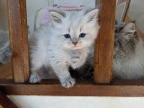 Chaton Sibérien LOOF à vendre