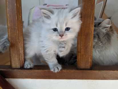 Chaton Sibérien LOOF à vendre