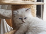 Chaton Sibérien LOOF à vendre