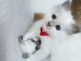 Belle