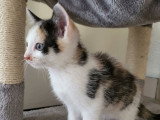 Capucine, chatonne à adopter en association