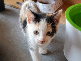 Capucine, chatonne à adopter en association
