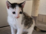 Capucine, chatonne à adopter en association