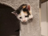 Capucine, chatonne à adopter en association