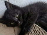 Cookie, chatonne à adopter en association