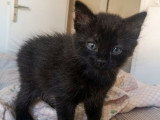 Cookie, chatonne à adopter en association