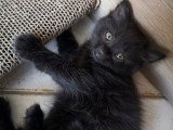 Cookie, chatonne à adopter en association
