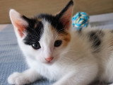 Ninette, chatonne à adopter en association