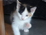 Ninette, chatonne à adopter en association