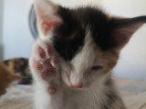 Ninette, chatonne à adopter en association