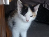 Ninette, chatonne à adopter en association