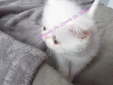 Deux chatons Exotic Shorthair non LOOF nés en avril 2026 à vendre