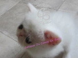 Deux chatons Exotic Shorthair non LOOF nés en avril 2026 à vendre