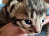 Portée Bengal LOOF 3 chatons nés juin 2026 à réserver