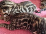 Portée Bengal LOOF 3 chatons nés juin 2026 à réserver