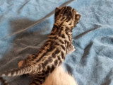 Portée Bengal LOOF 3 chatons nés juin 2026 à réserver